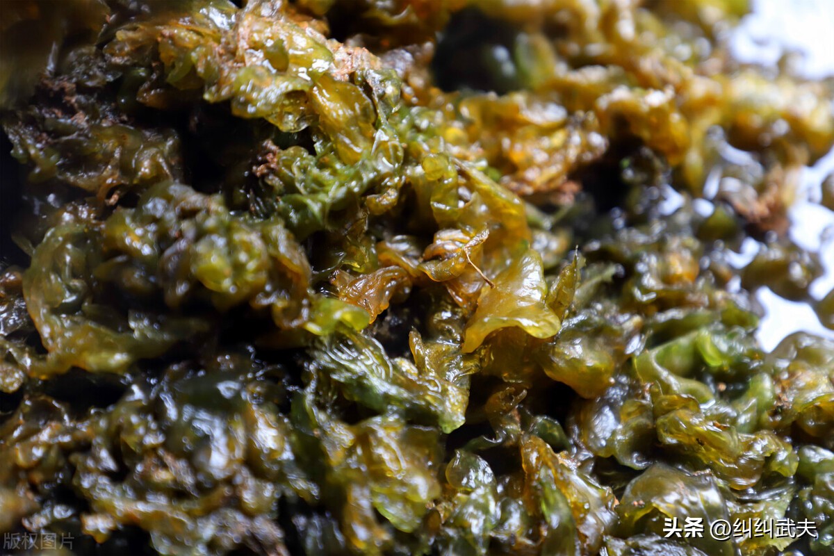 小时候地里都是地皮菜,还记得当年的土地视频吗