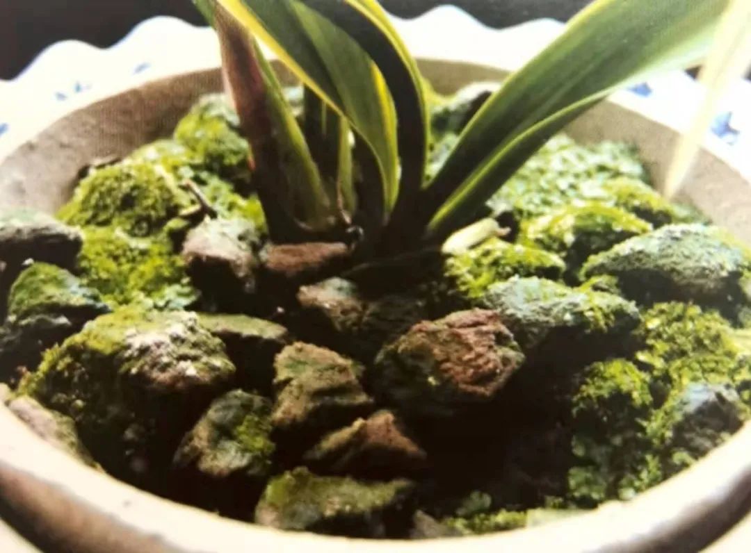 养兰植料要因地制宜,养兰花植料技术管理视频