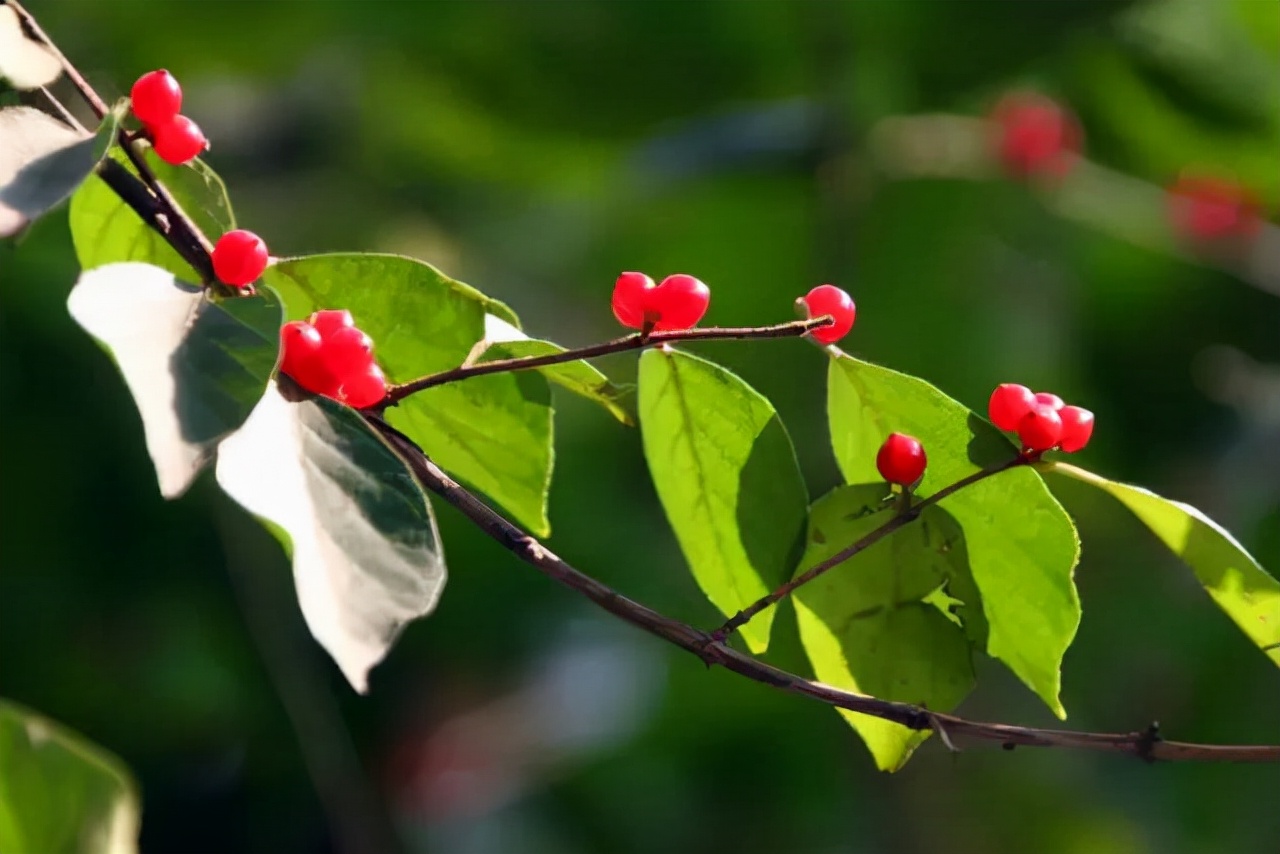 王维诗词最佳十首完整版,王维诗文作品100首