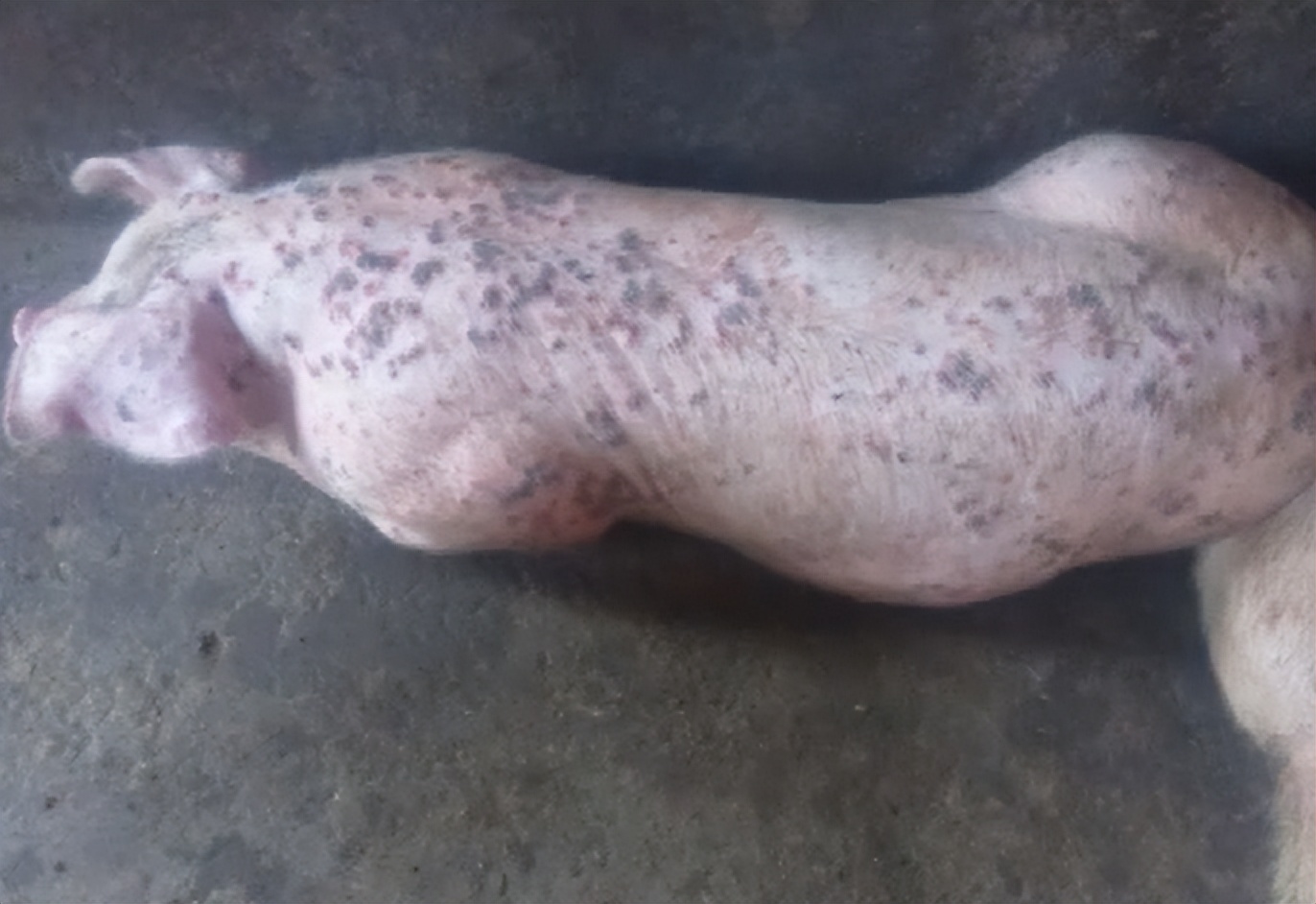 猪圆环病用什么药最好,猪圆环病最好的治疗方法