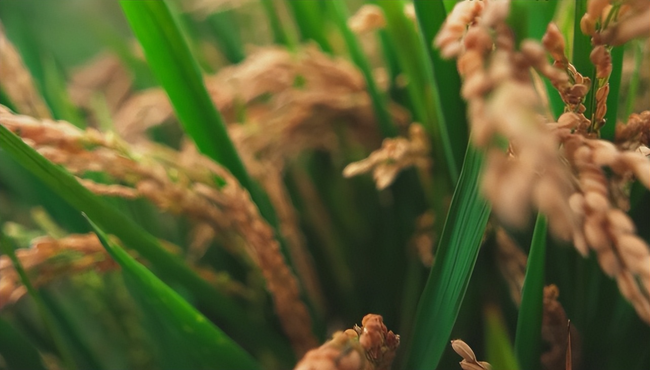 粮食不能自给的难题,中国粮食命脉