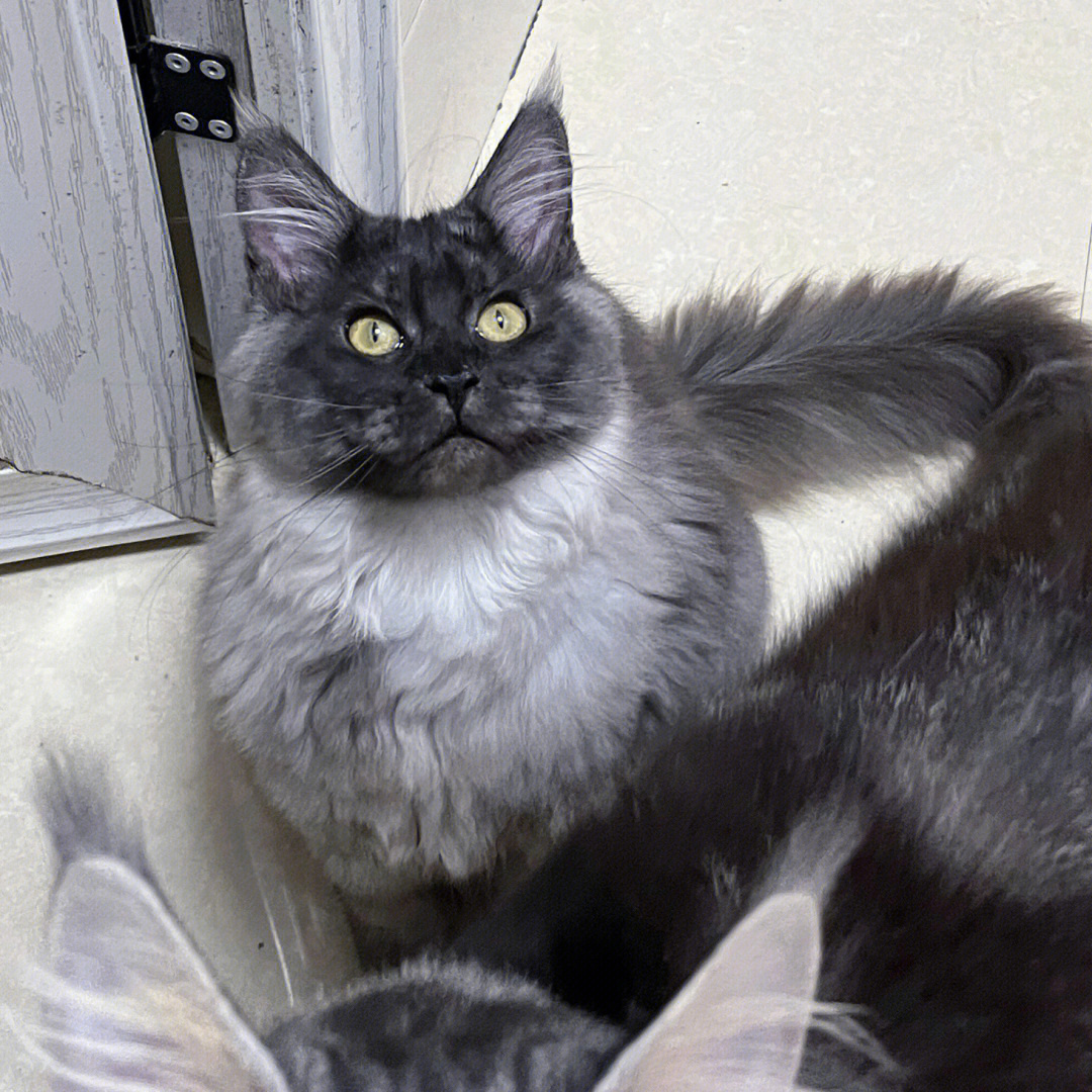 十大最难养的宠物猫,什么猫比较凶猛又好养