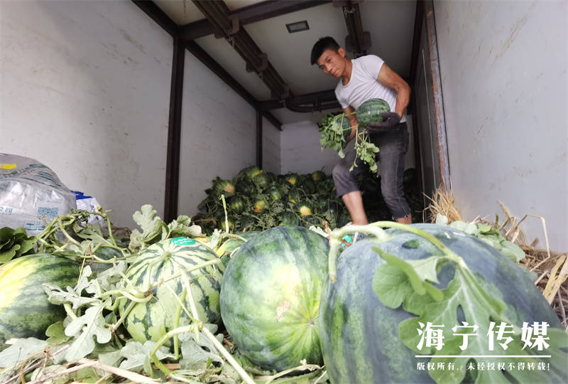 “山里好货,想吃!”武义高山玉米西瓜今天直通海宁