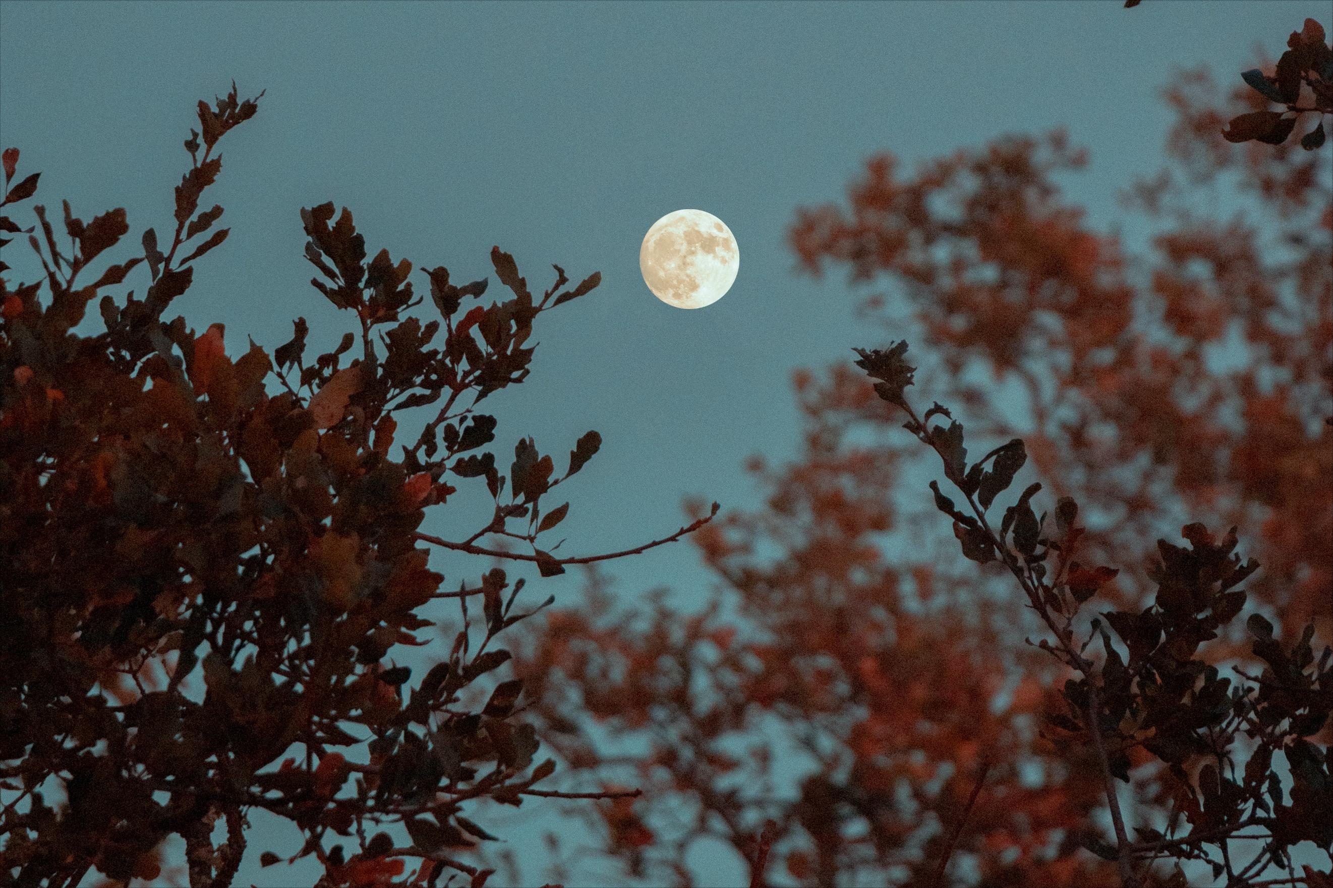 适合月亮的浪漫文案,月亮挂在树梢上文案