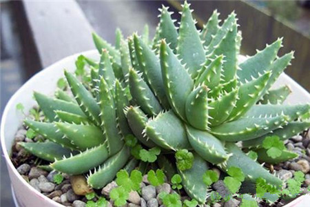 喜欢养花的人更养人,喜欢养花的能不能养猫