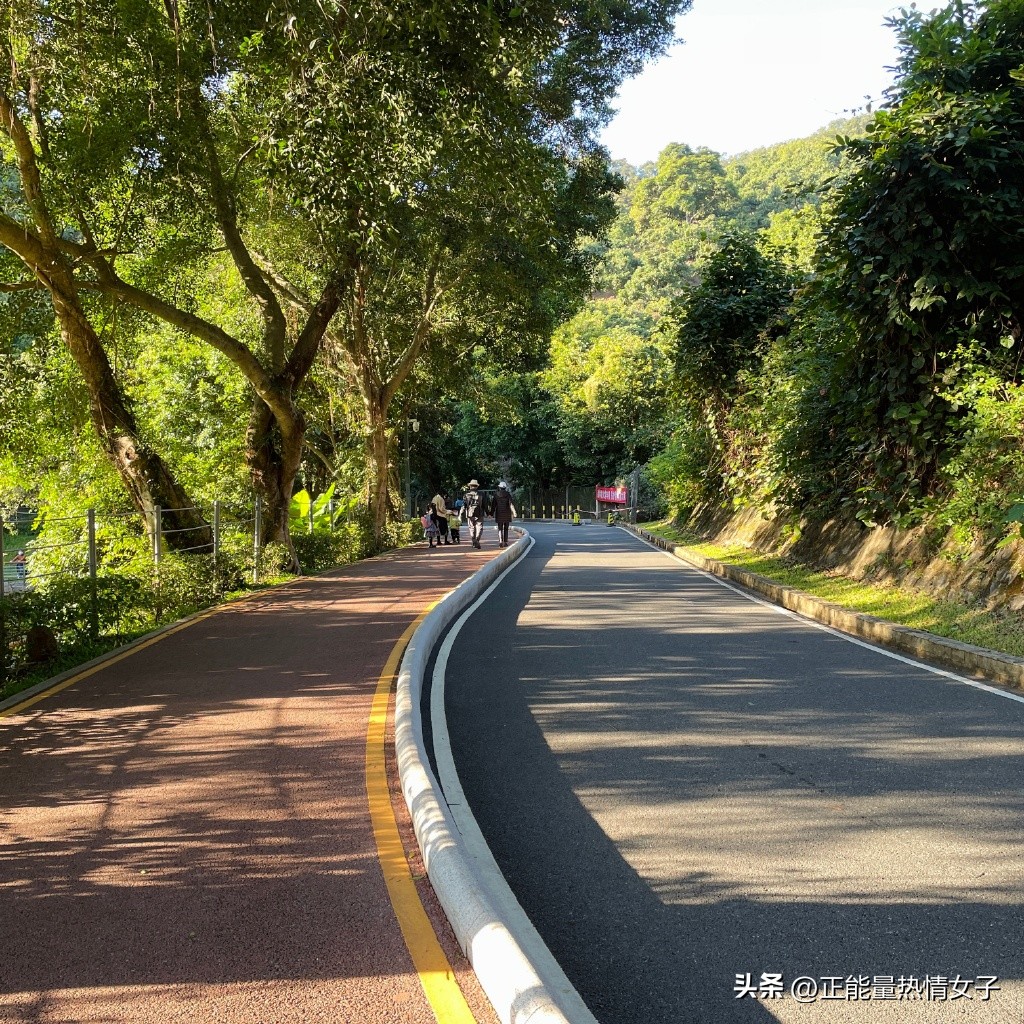 深圳市罗湖淘金山绿道登山口,深圳淘金山绿道海拔高