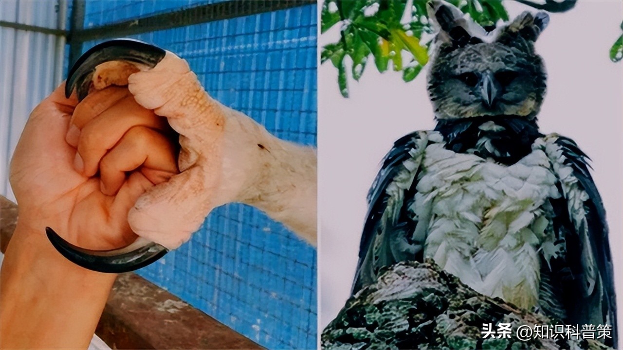 地球上有发现特别像外星人的生物,地球上的神秘巨型外星生物