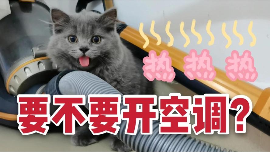 猫咪可以吹空调,猫咪可以吹暖气吗