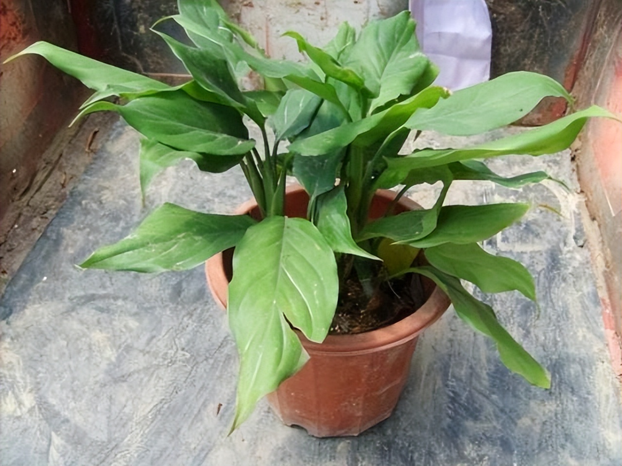 花卉养殖的技巧室内养什么花最好,什么大型花卉比较耐阴又好养