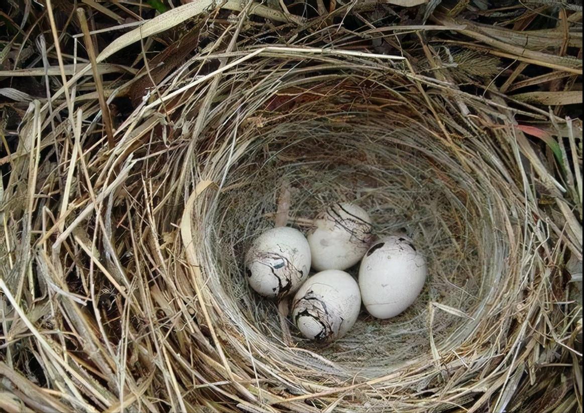 20张珍贵老照片图片,50张老照片里的旧时光