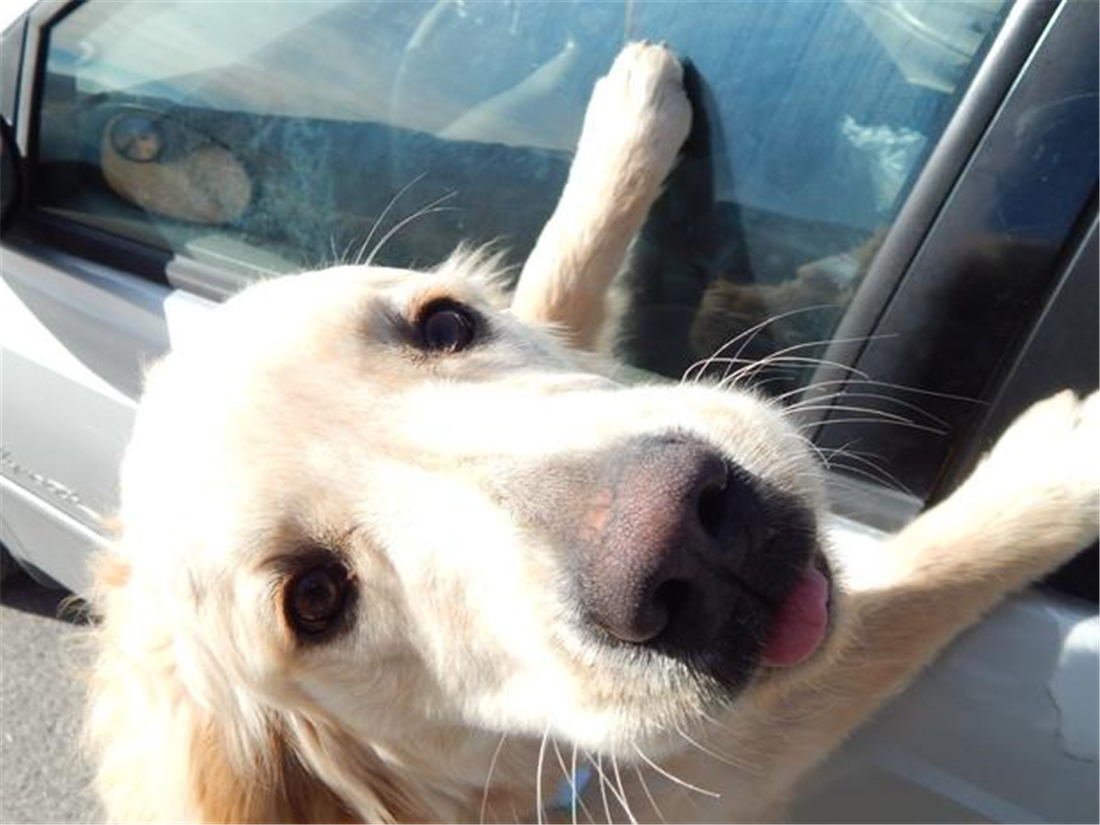 土狗追几十里找主人,土狗自驾川藏线上