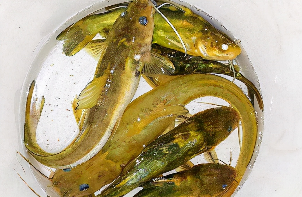 正在消失的六种河鲜,即将消失的10种河鲜