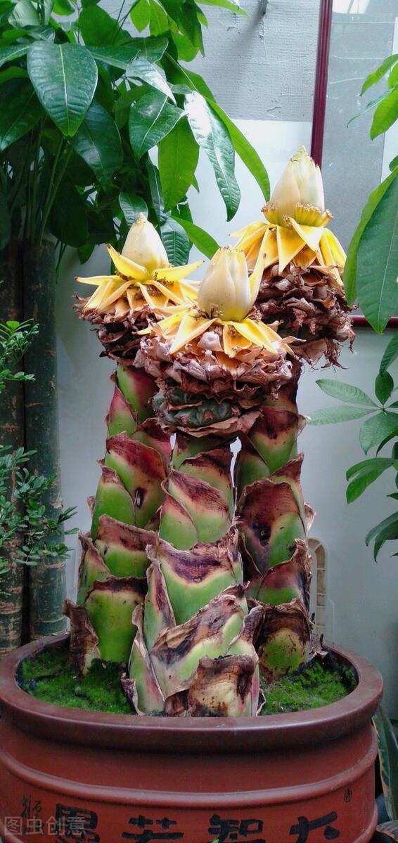 一花一深爱，花海美蓝天，花艳醉*光春**，花笑荡柔情，人间如仙境