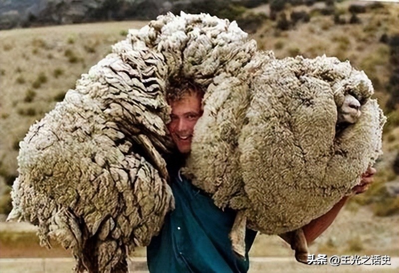 孤悬海外的新西兰,闷声发大财的最好代表