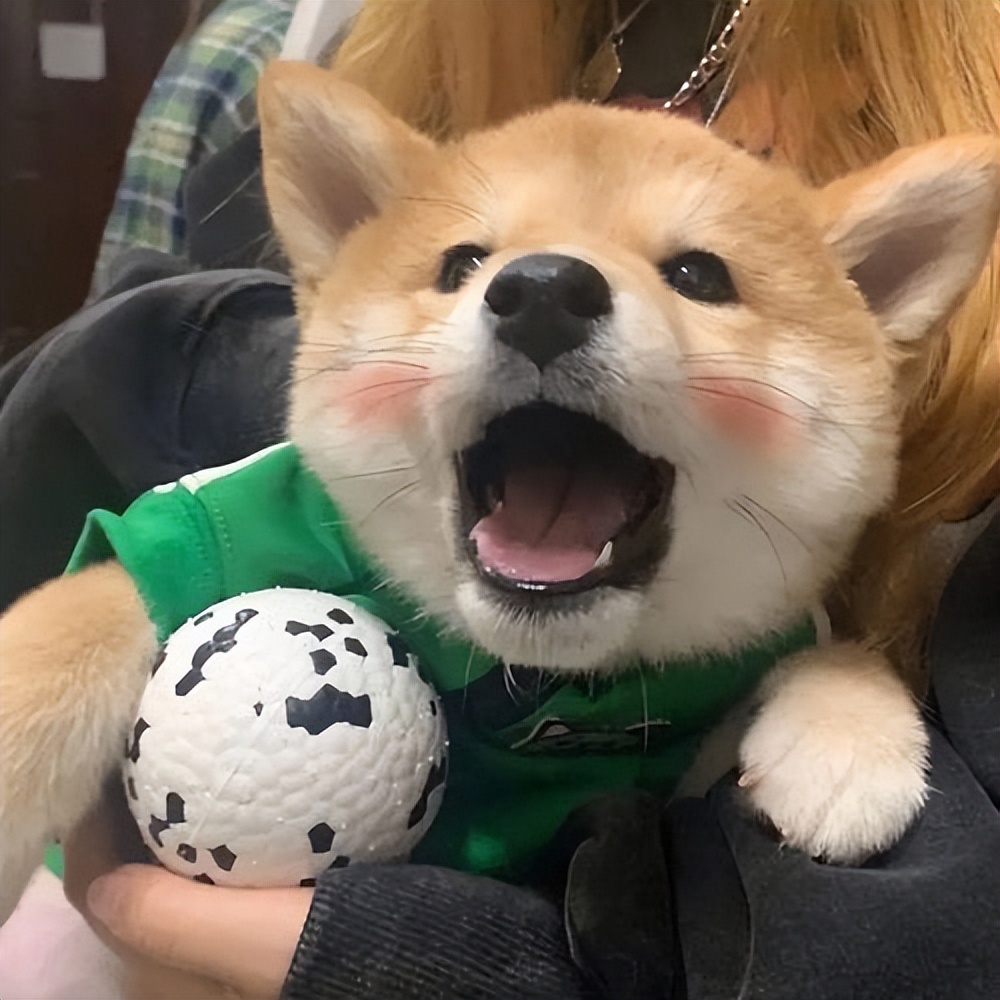 新手适合养什么狗可保护主人,新手养什么狗好养又不伤小狗