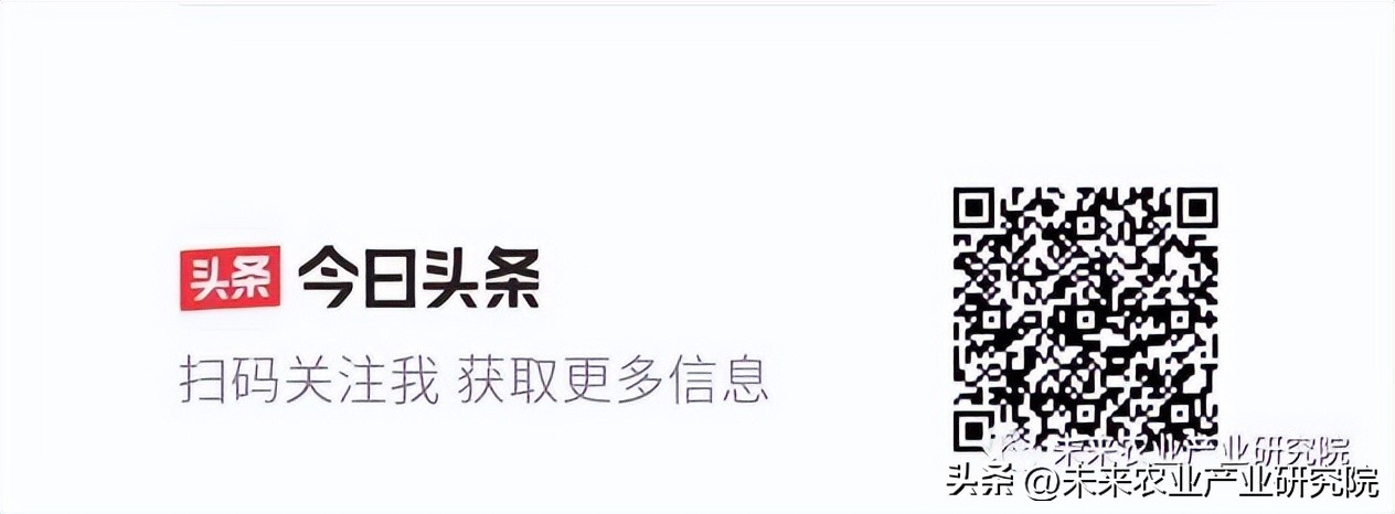 从淳化荞面饸饹,看特色小吃如何大有可为?