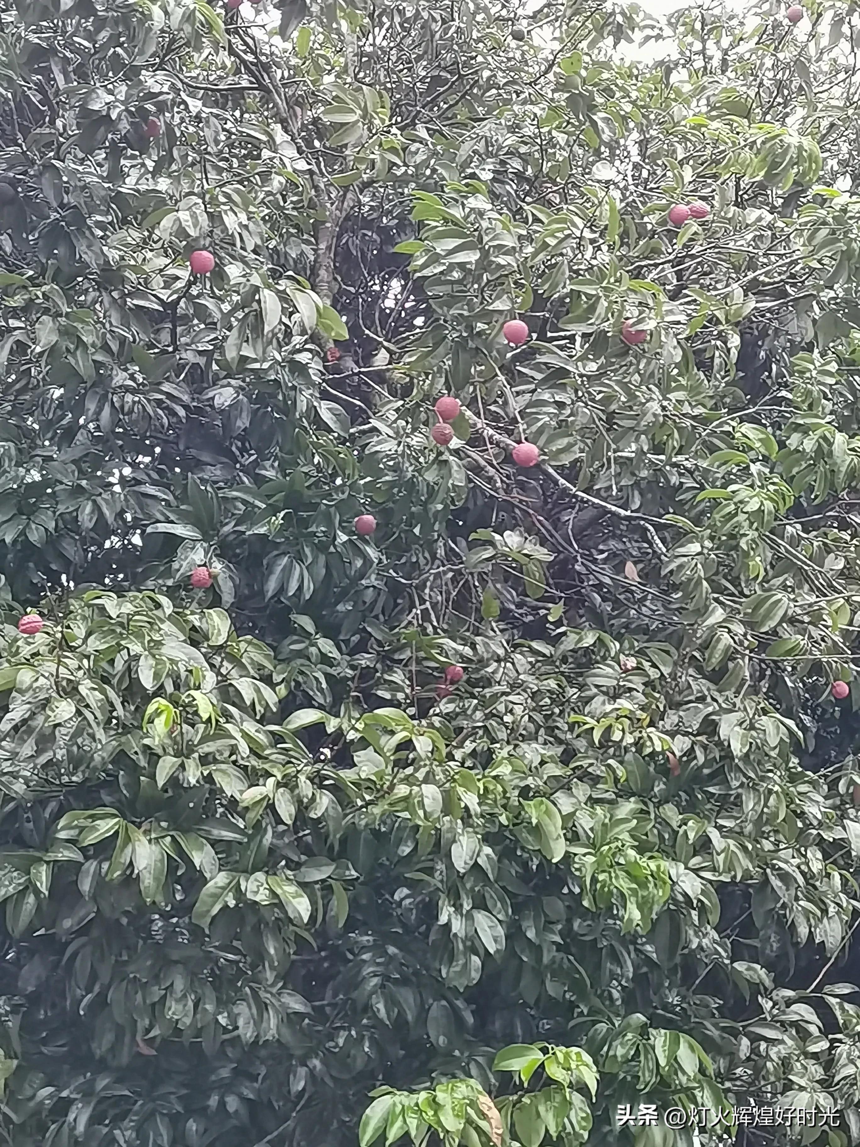 夏日掠影,雨天花开,人见人爱