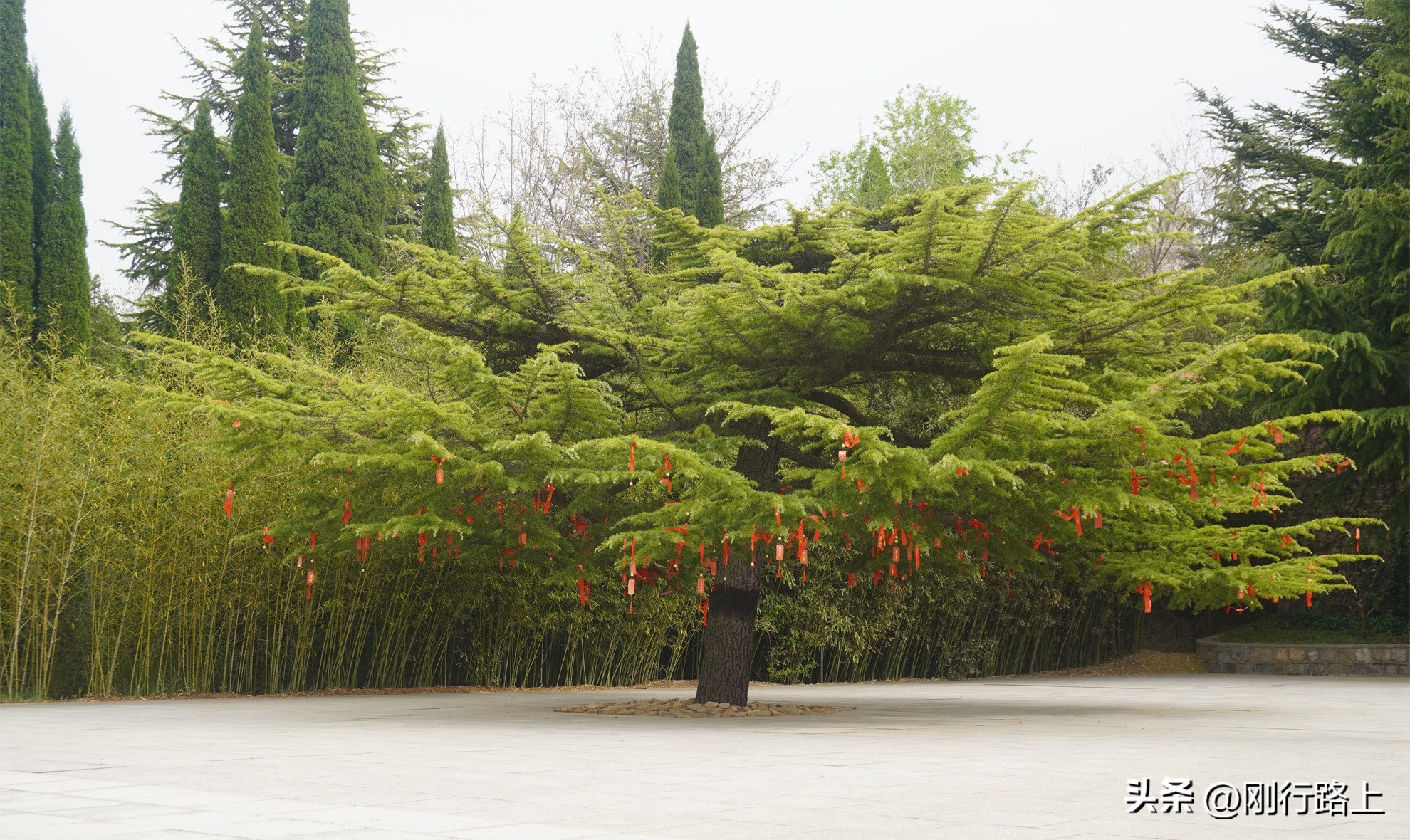 龙口南山旅游景区现在免费吗,龙口南山大佛和南山旅游景区