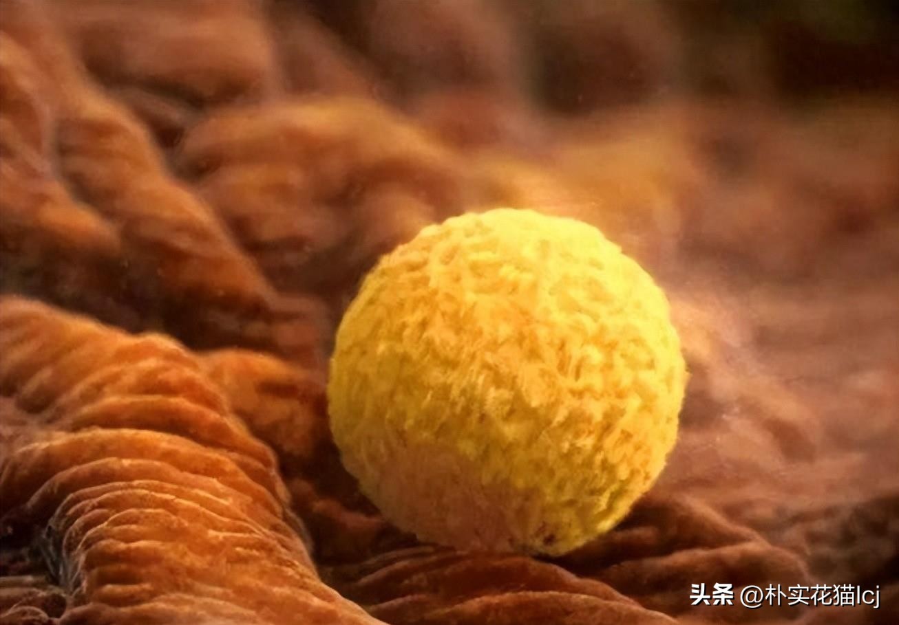 精子受孕未成功后去哪了,没有成功受孕的精子都去哪里了