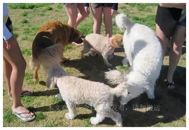 狗为啥喜欢闻狗屁股,为什么狗喜欢闻狗屁股