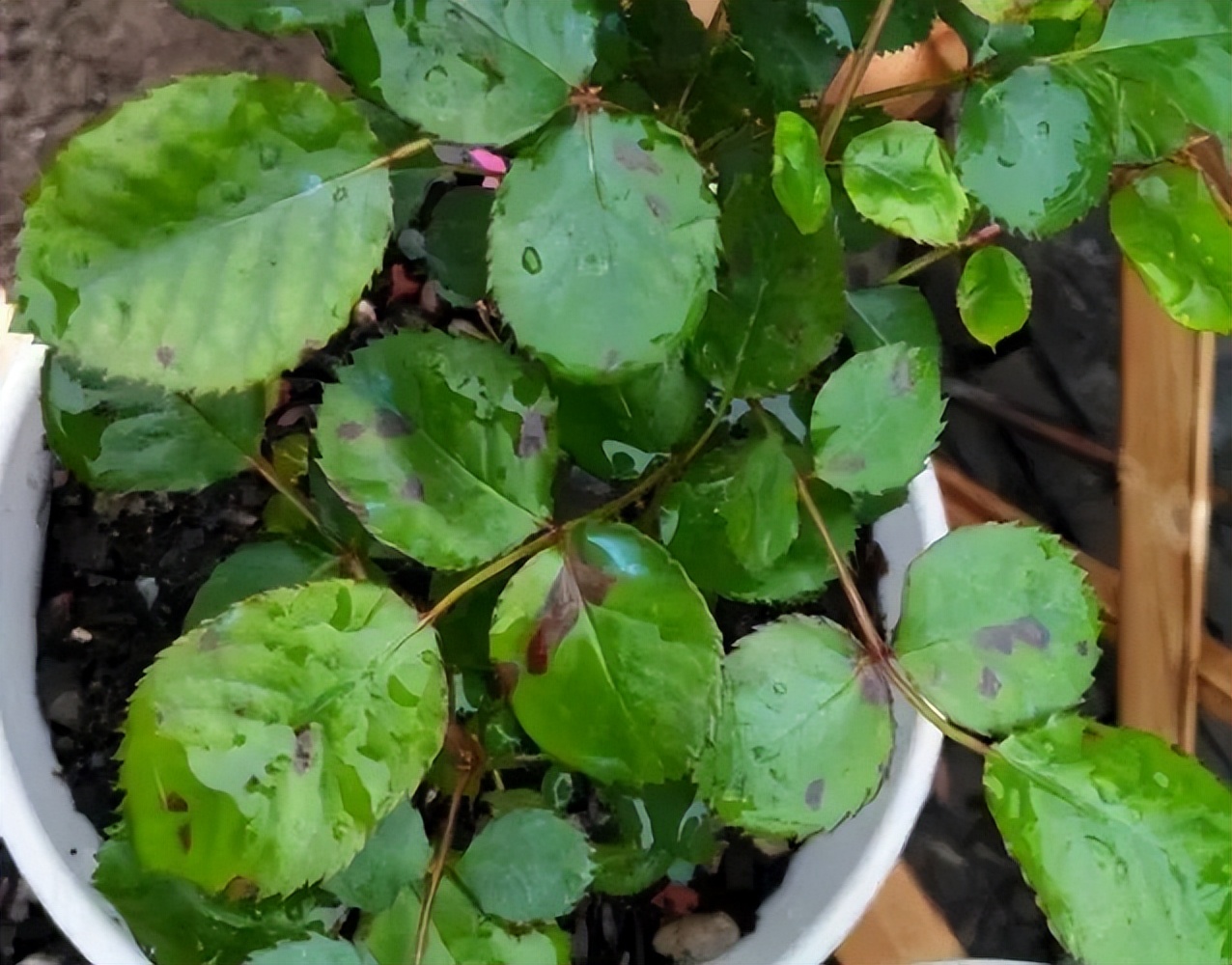 春季真柏盆景如何进行病虫害防治,不用防治的植物病害