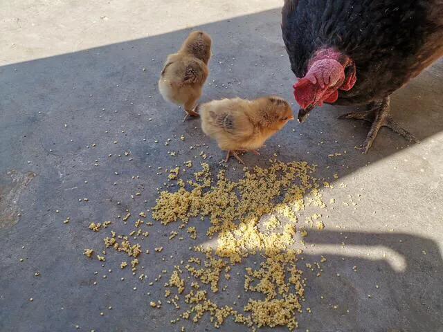 上海本地言话“促几”，你知道是什么吗？