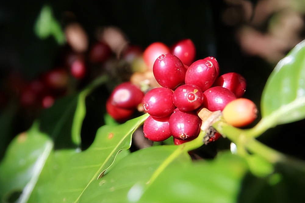 云南小粒咖啡豆哪个牌子好,云南小粒速溶咖啡哪个牌子好