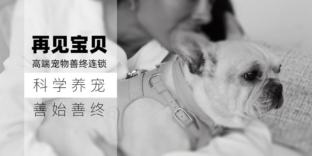 狗狗不停地咳嗽呕吐有危险吗？｜如何治疗狗狗间歇性咳嗽呕吐？