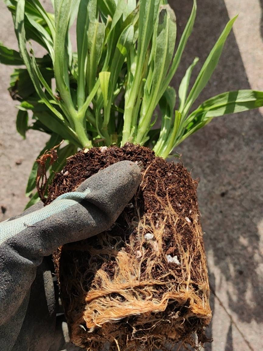 阳台养月季光照够吗,阳台喜光耐晒好养植物