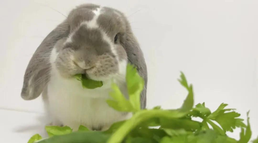 新手养兔指南小说,新手养兔指南免费