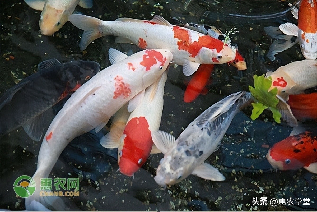 2024水产养殖业什么最好养,2024年养殖什么水产最有前景