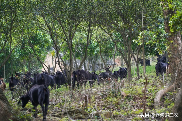 养50只母黑山羊一年能赚多少钱,养五十只黑山羊一年能赚多少钱