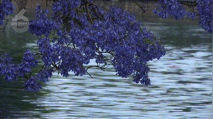 蓝花楹打卡拍照姿势,昆明蓝花楹拍照攻略