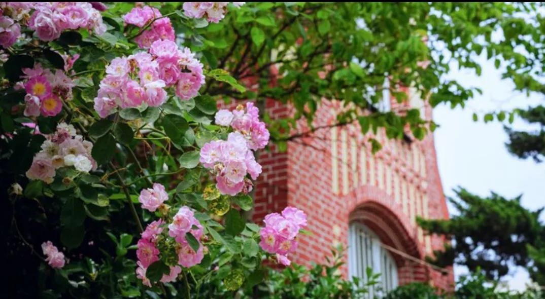 风雨五十年,风雨五十载的爱情故事