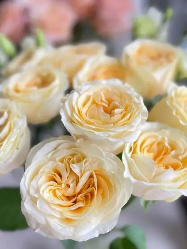 鲜花在水里能养几天会死,新加坡盆栽花卉怎么养