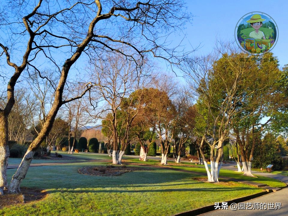 疏林草地的作用,疏林草地效果图