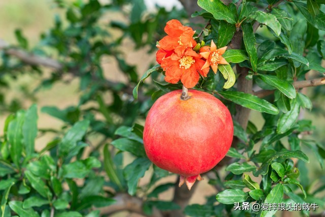 石榴花壁纸生如夏花,石榴花盛开的夏天