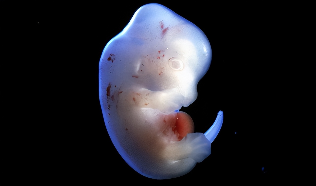 人类动物能混血吗,人类真的能杂交吗