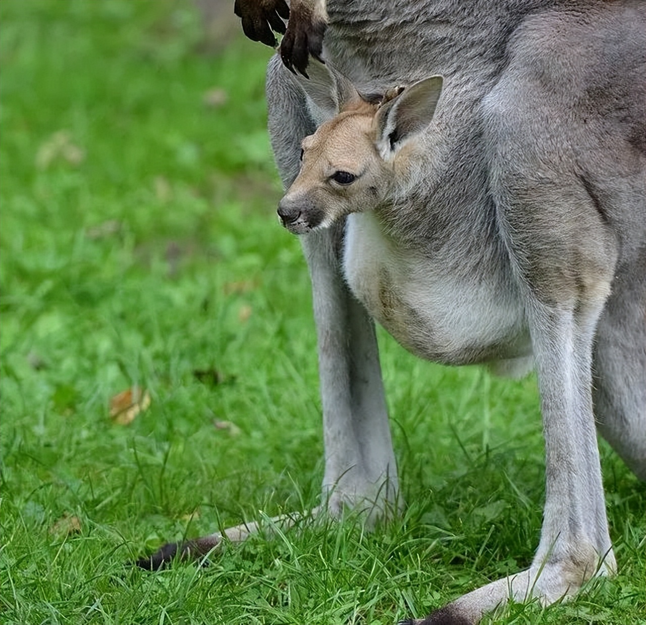 吃喝拉撒都在袋子里，袋鼠幼崽会被熏到吗？