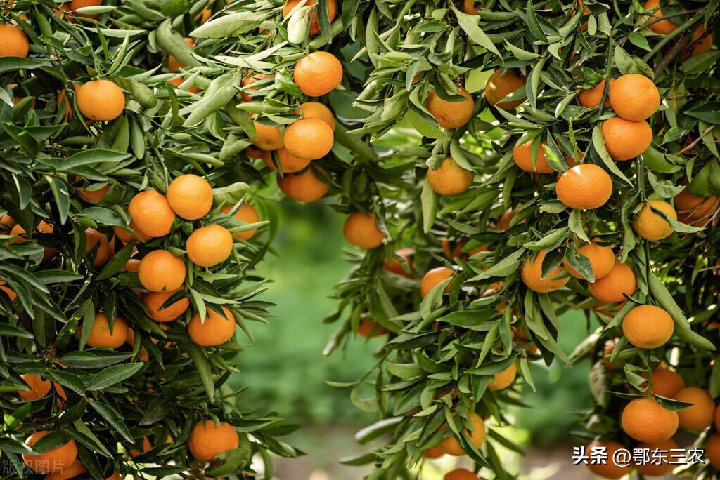 果子酸涩的原因,果子发酸用什么肥料