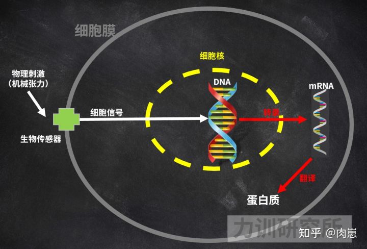 健身增肌的原理是什么,健身增肌原理动作讲解