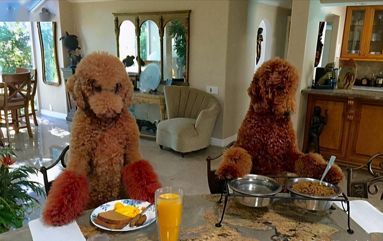 禁养的狗怎么养,39种中华田园犬城市禁养的狗