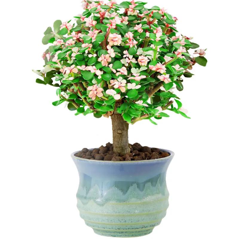 花开富贵花卉图片大全,金玉满堂花图片