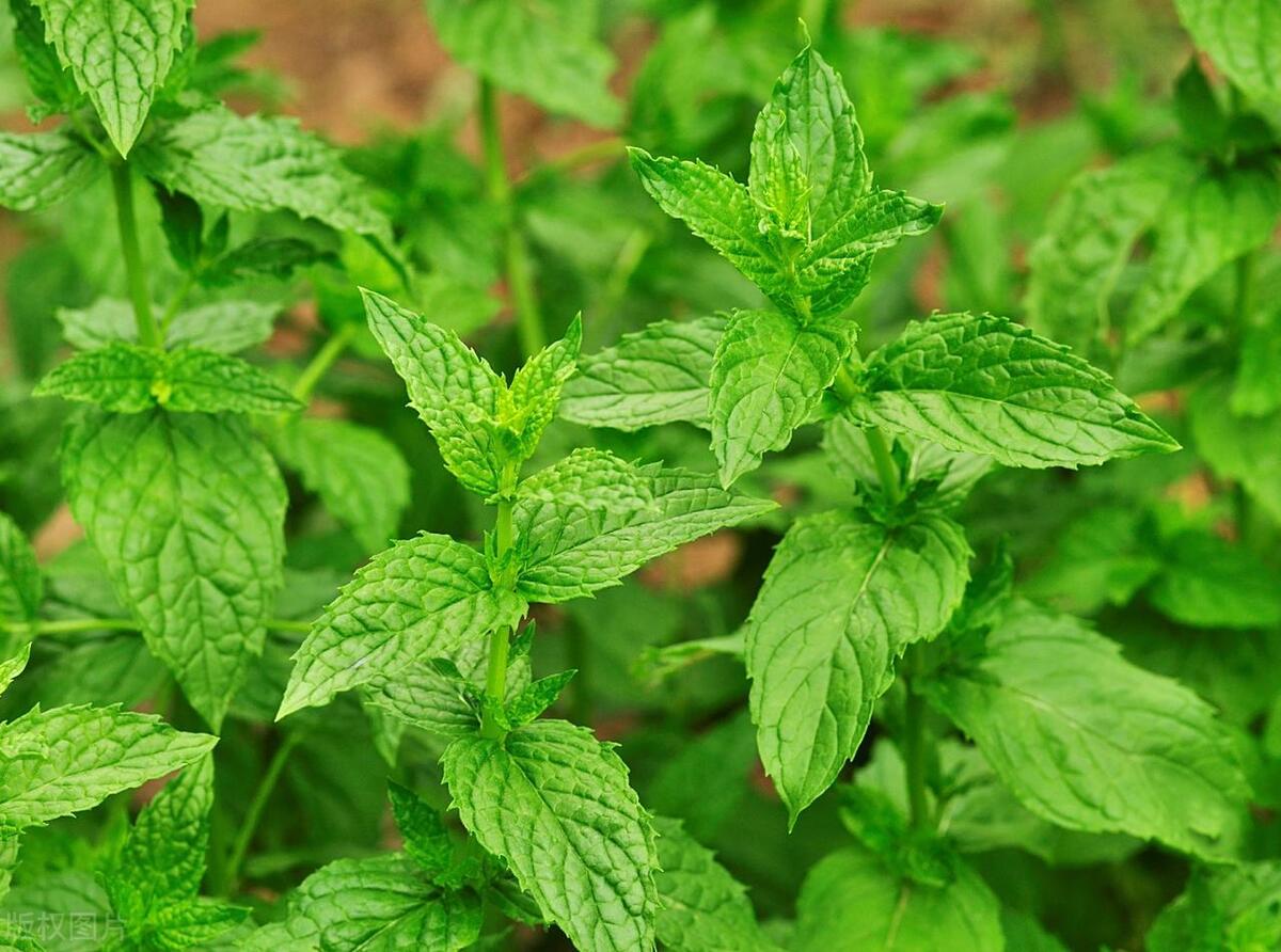 薄荷生虫怎么处理,薄荷怎样才能彻底清除掉