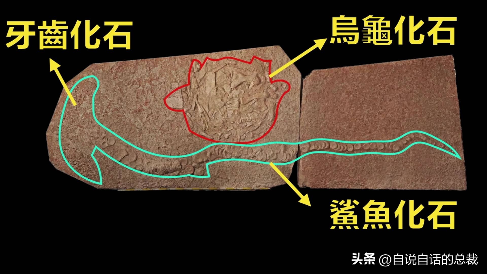 龟蛇大战,龟蛇大战故事