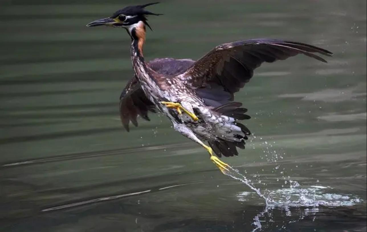杭州钓鱼男子救人,广东男子在河边救下一只怪鸟