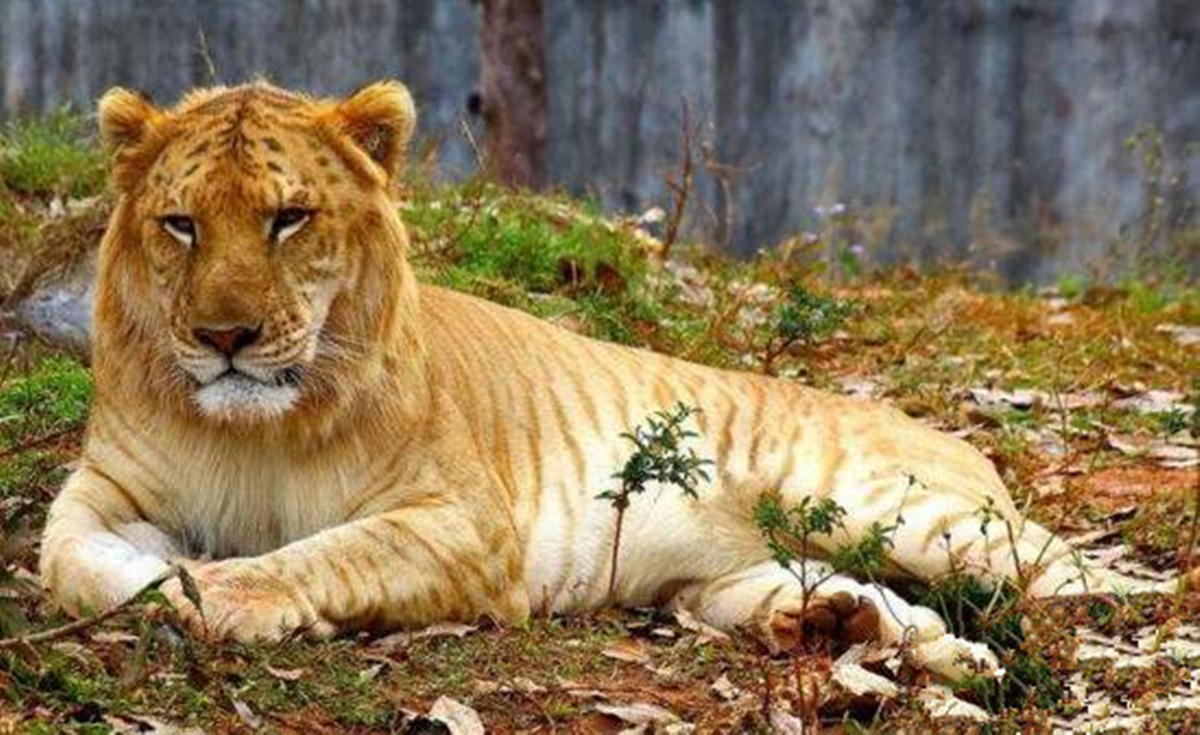 黄种人杂交白种人,黄种人可以和白种人杂交吗