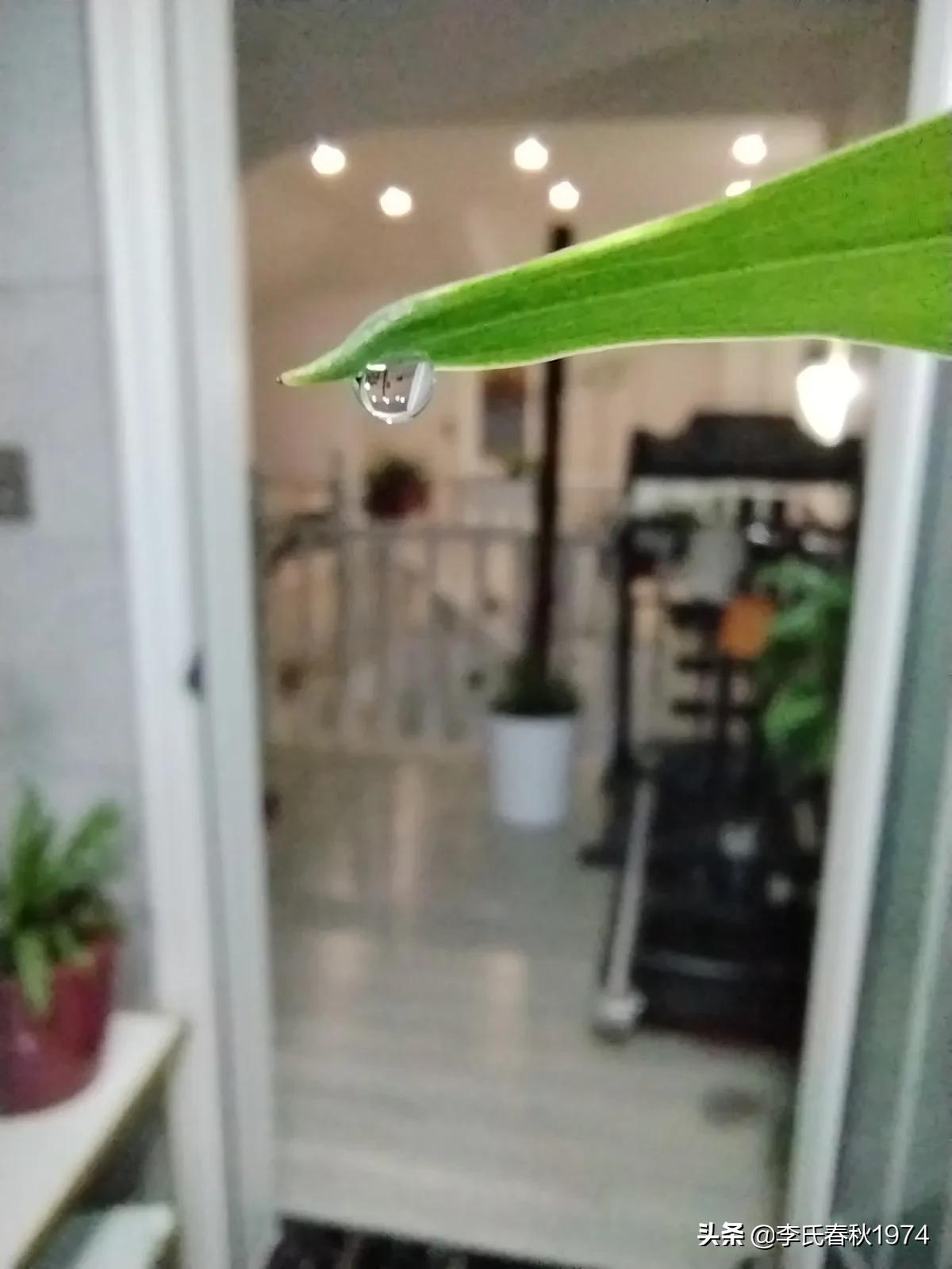 长藤绿萝绿植盆栽打理,绿植绿萝盆栽室内长藤客厅