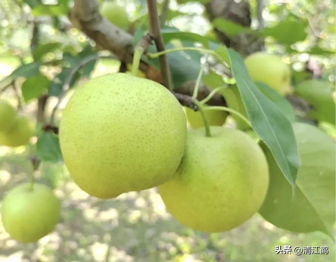 梨果病害图片大全,梨果不套袋病虫害防治技术