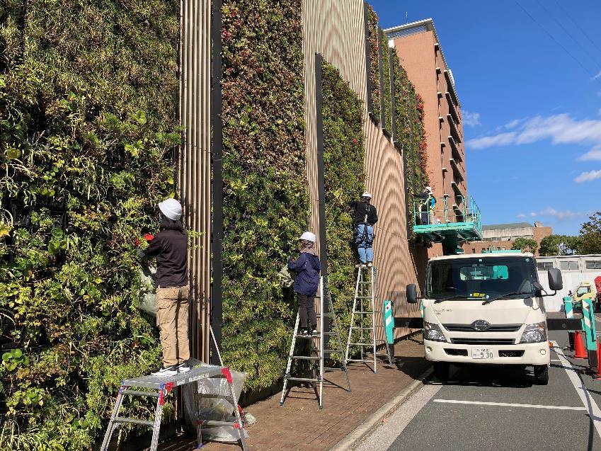 绿化养护多久一次最好,日本人绿化养护